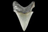 Serrated, Fossil Chubutensis Tooth - Aurora, North Carolina #176585-1